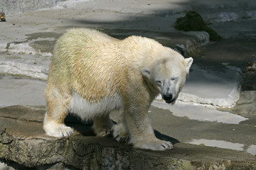 polar bear