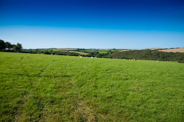 Verdant grassland with sheep, bushes and a clear blue sky near St Issey in north Cornwall.