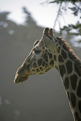 giraffe