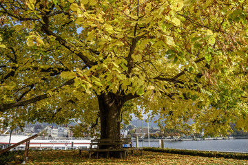Lindenbaum in Gmunden