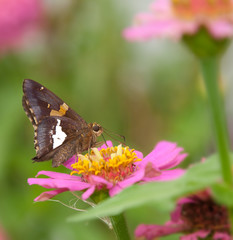 Silver-spotted Skipper butterfly feeding on pink Zinnia
