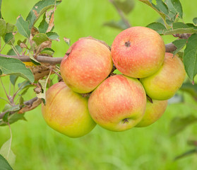 Apples growing in a tree