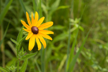 Black-eyed Susan