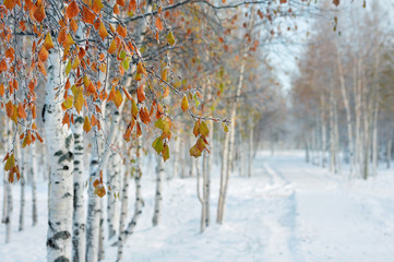 In the winter park. The branches birch with yellow leaves in the frost.