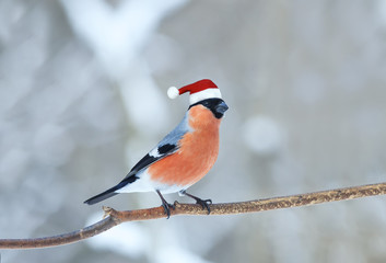 funny bird bullfinch in red Santa hat winter Christmas in the Park