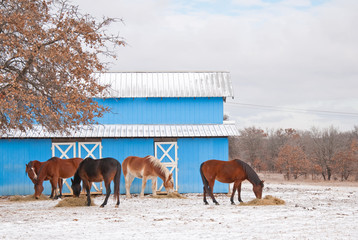 Group of horses eating their hay in front of a blue barn on a cold winter day
