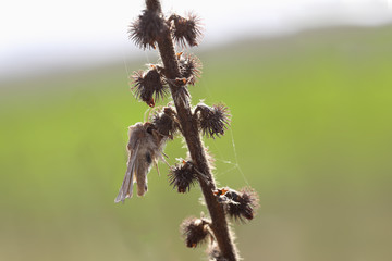 The Butterfly on the dry branch of prickle on green background