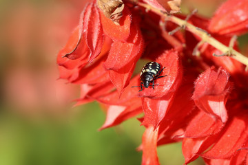 Black beetle on the scarlet colors