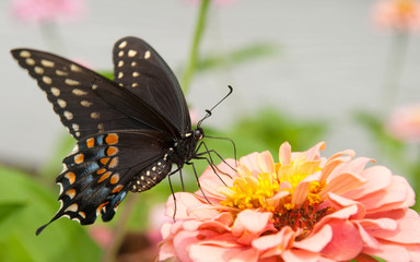 Beautiful Eastern Black Swallowtail on a light pink Zinnia