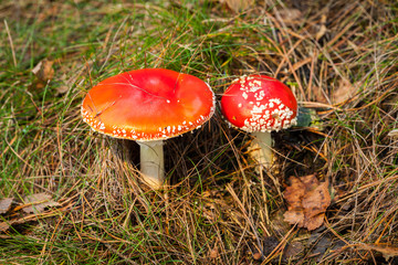 Fliegenpilze im Wald