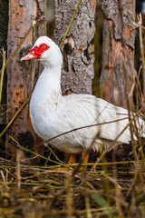 Obraz premium Белая домашняя утка