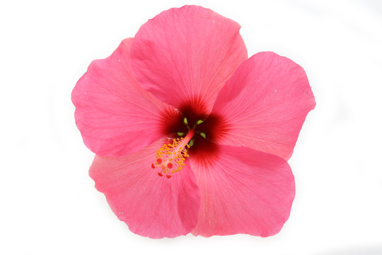 fleur d'hibiscus