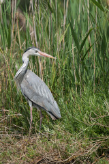 Graureiher, Grey heron, Ardea cinerea