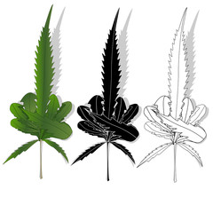 Cannabis leaf isolated on white background