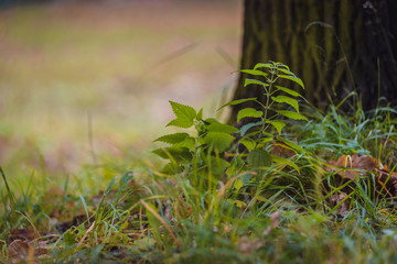 Old tree with beautiful bark in the autumn forest