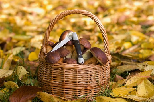 Wicker basket full of wild mushrooms lying in fallen autumn leaves. Autumn color tones. 