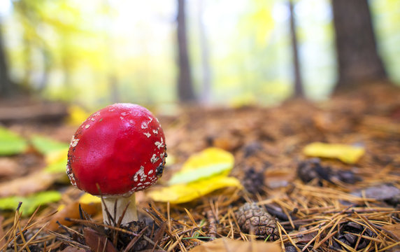 Fototapeta Close-up picture of a Amanita poisonous mushroom in nature