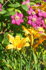 Yellow and pink flowers