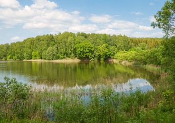 Summer landscape with forest lake
