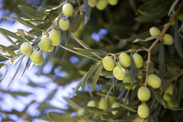 the fruit of the olive tree in autumn garden