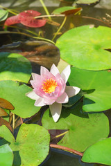 Water Lily (lat. Nymphaea) in a pond