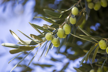 the fruit of the olive tree in autumn garden