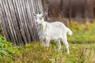 Obraz premium Белая коза на пастбище 