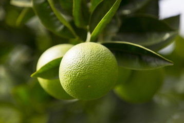 Orange tree with fruits ripen in the garden