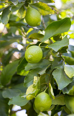 Orange tree with fruits ripen in the garden