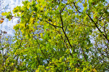 Fototapeta na wymiar Maple trees in city park on autumn