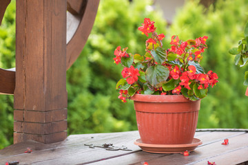 Euphorbia. Christmas flower Euphorbia milii (crown of thorns) in flower pot.