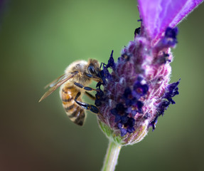 Bee on Lavender