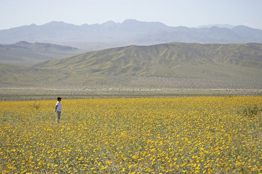 dv wildflowers ppl 6c