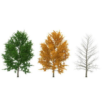 Poplars trees set isolated on a white. 3D illustration