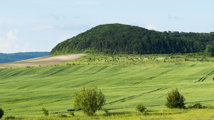 Obraz premium Spring Landscape of Green Wheat Fields