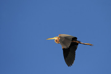 Purpurreiher im Flug; Okavango Delta, Botswana