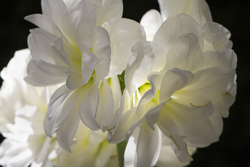 White flowers in bloom close up, white and green amaryllis