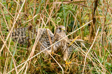 Kestrel (Falco tinnunculus) amongst reeds on ground. Female bird of prey after a missed attempt to catch prey at Shapwick Heath, a wetland in Somerset, UK