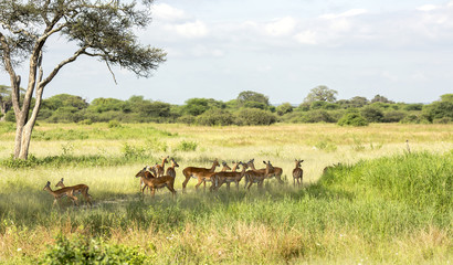 Naklejka na ściany i meble Herd of black-faced impala antelopes (Aepyceros melampus) in the tall grass savanna at Tarangire National Park, Tanzania.