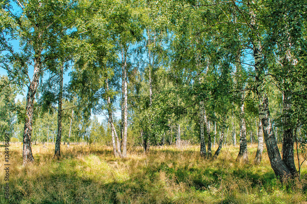 Canvas Prints small birch grove