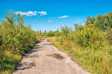 dirt road in the woods