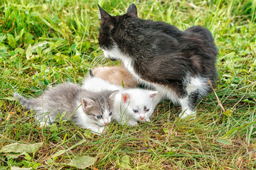 cat with three kittens walking on grass