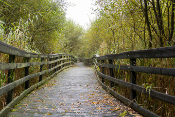 Raised wooden pathway at Shapwick Heath nature reserve. Uneven wooden boardwalk over marshland at Natural England's National Nature Reserve in Somerset, England, UK