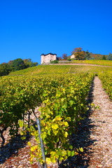 Fototapeta na wymiar vignobles de Monterminod