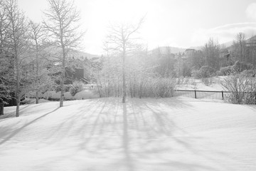 snowy aspens