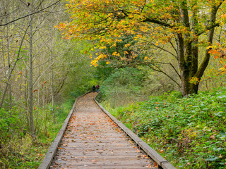 Path In The Forest