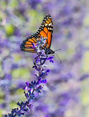 Monarch butterfly resting on purple Salvia flower to gather nectar.