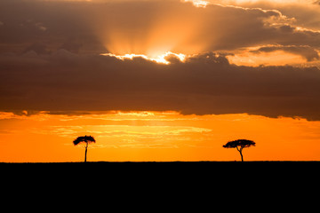 Fototapeta na wymiar Brilliant orange sunset in Kenya's Masai Mara Park with two lone acacia trees