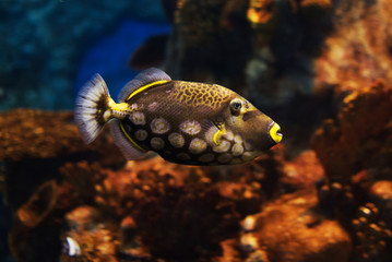 Fototapeta na wymiar Close-up view of a Clown triggerfish (Balistoides conspicillum), soft focus