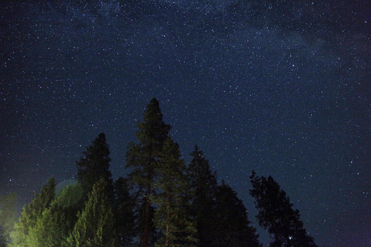 Trees N Milky Way